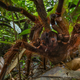 Image for article titled The legs on this puppy-sized spider are a foot long